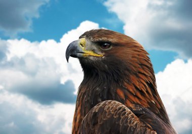 Golden Eagle clipart