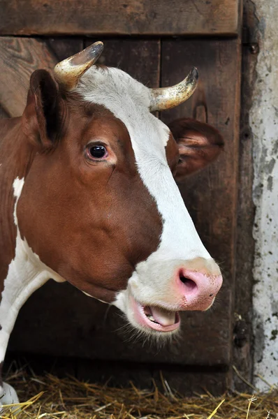 Krávy, farmy zvířat — Stock fotografie