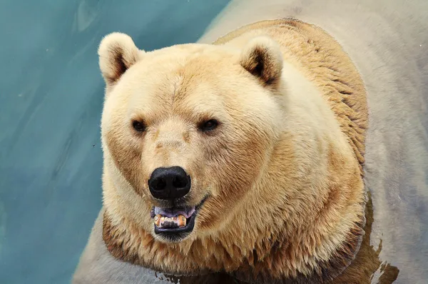 Eisbär — Stockfoto
