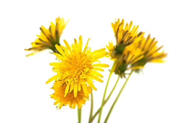 stock image Dandelion