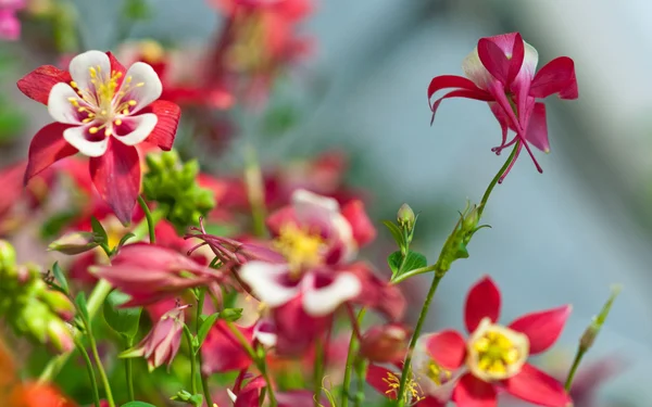 stock image Aquilegia Origami