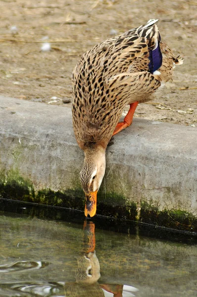 Duck drinking water — Stock Photo, Image