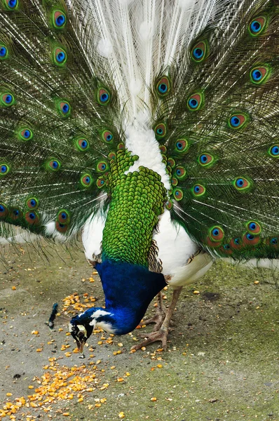 Mavi tavus kuşu — Stok fotoğraf