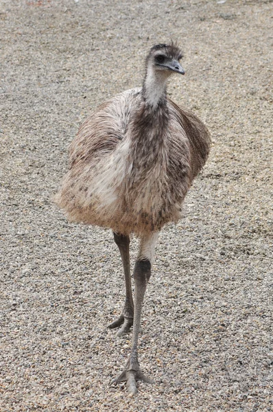 EMU madár — Stock Fotó