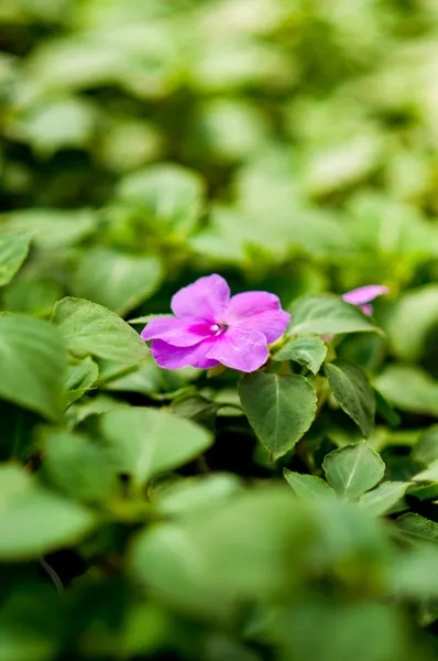 stock image Pink flowers