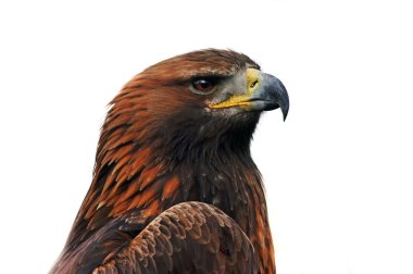 Golden Eagle clipart