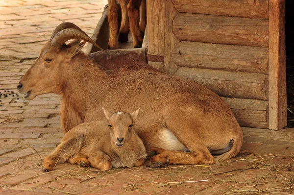Mountain Goats — Stock Photo, Image