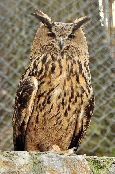 Eagl owl — Stock Photo, Image
