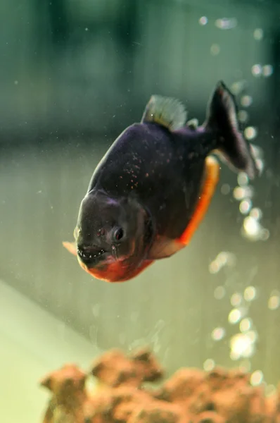 Piranha. — Fotografia de Stock