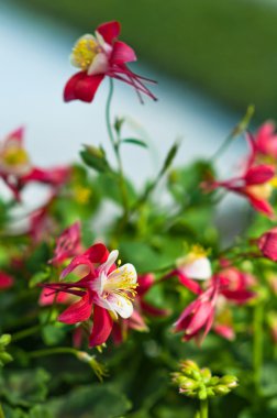 Aquilegia Origami