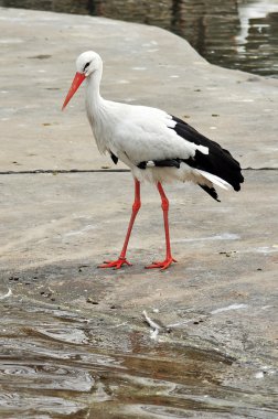 White Stork clipart