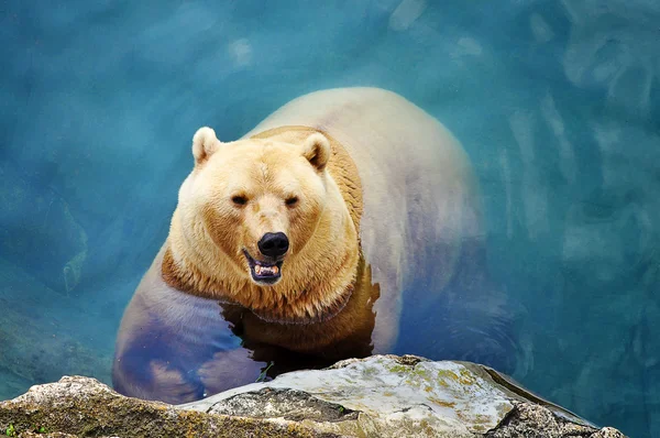 Πολική αρκούδα στην πισίνα — Φωτογραφία Αρχείου