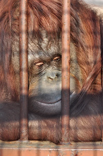 Orang-utan in the zoo — Stock Photo, Image