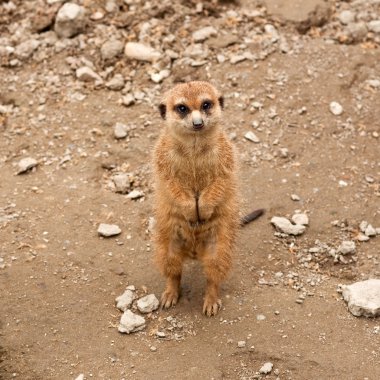 Meerkat clipart