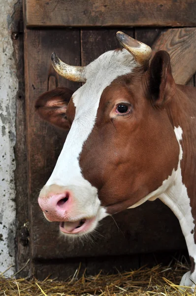 Αγελάδα, ζώων αγροκτήματος — Φωτογραφία Αρχείου