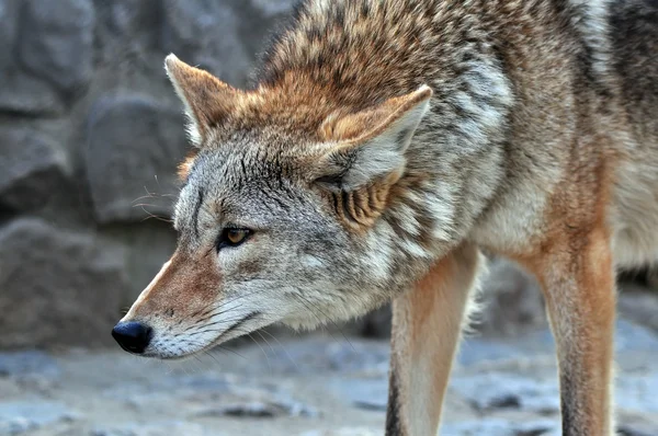 Coyote — Stock Photo, Image