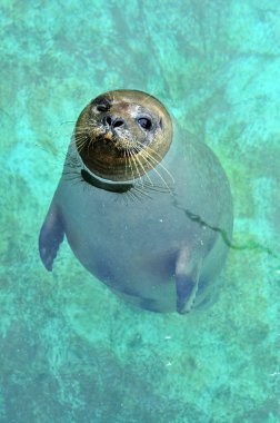 Beautiful Seal clipart