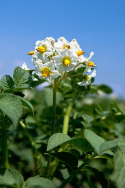 patates bitkiaardappel plant