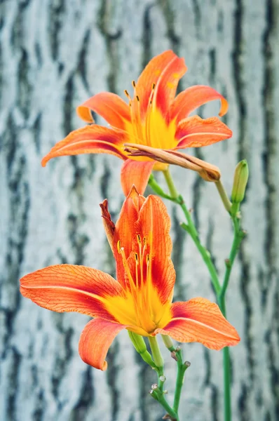 オレンジ色のリリー — ストック写真