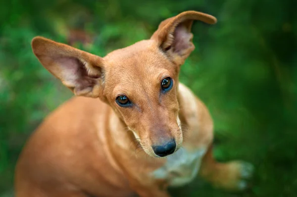 Hond op een gazon — Stockfoto