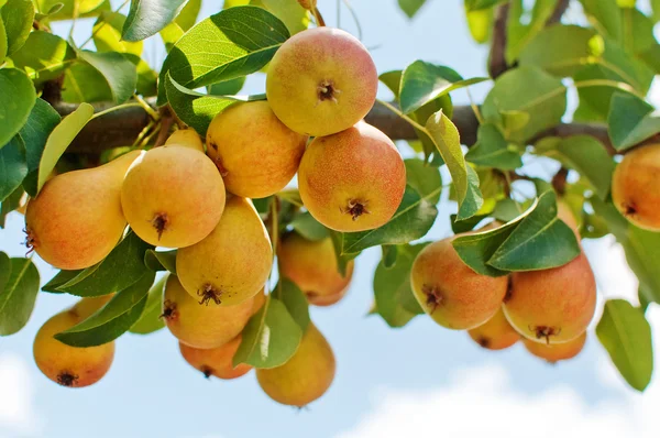 Päron på grenen — Stockfoto