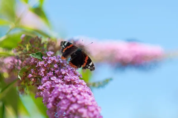 蝶と紫の lillac — ストック写真
