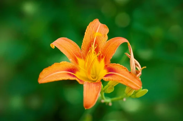 オレンジ色のリリー — ストック写真