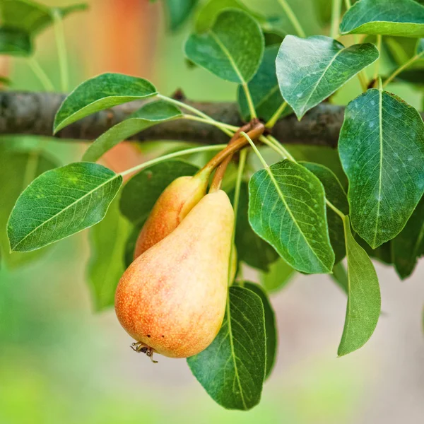 Päron på grenen — Stockfoto