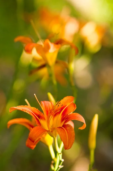 Naranja lila — Foto de Stock