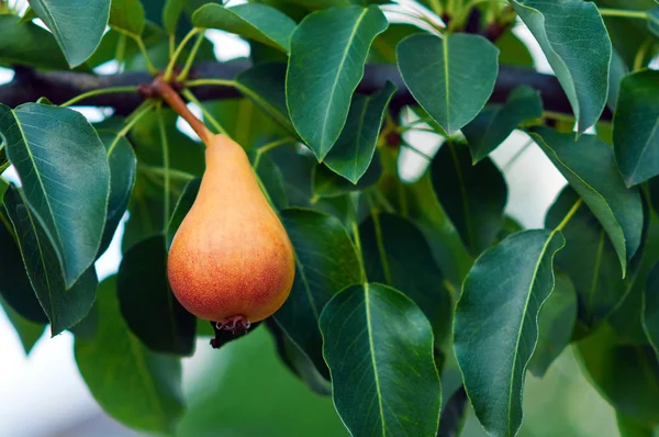 Pears on the branch — Zdjęcie stockowe