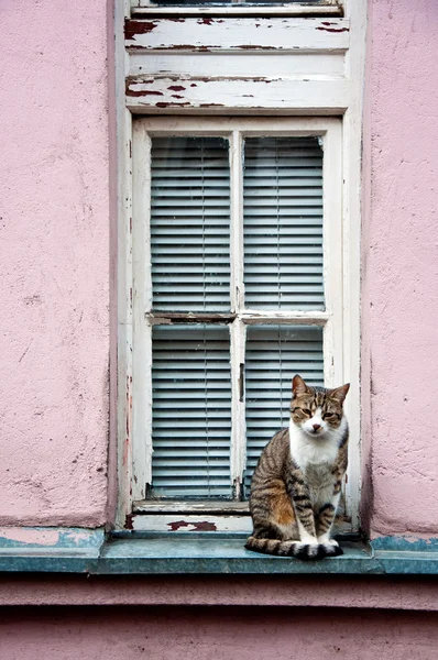 Domestic cat — Stock Photo, Image