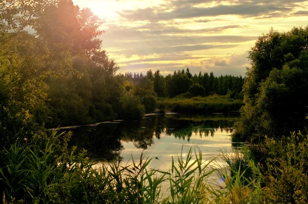 Stock image Summer Pond