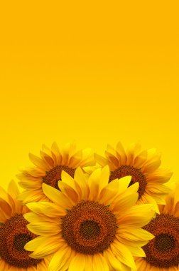 Sunflowers clipart