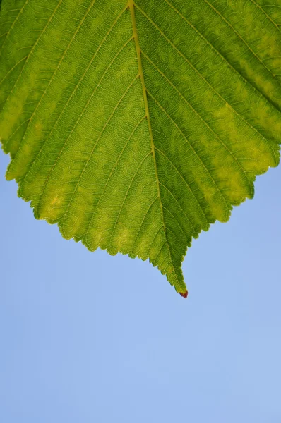 Зеленый лист — стоковое фото