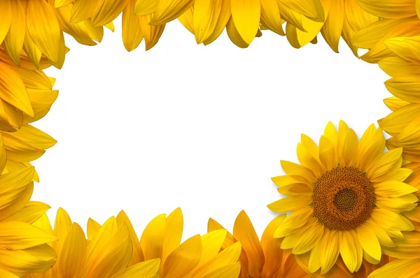 Sonnenblumen — Stockfoto