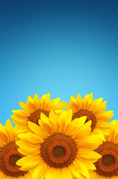 Sonnenblumen — Stockfoto