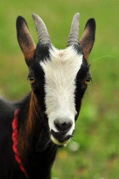 stock image Goatling