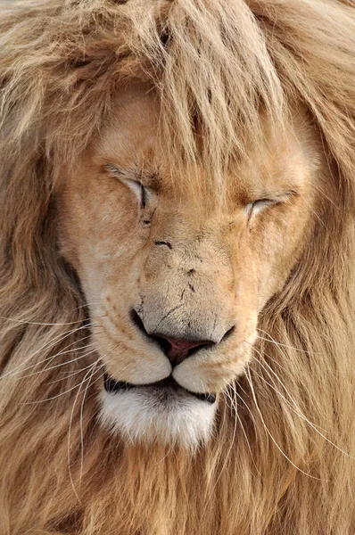 白いライオン — ストック写真