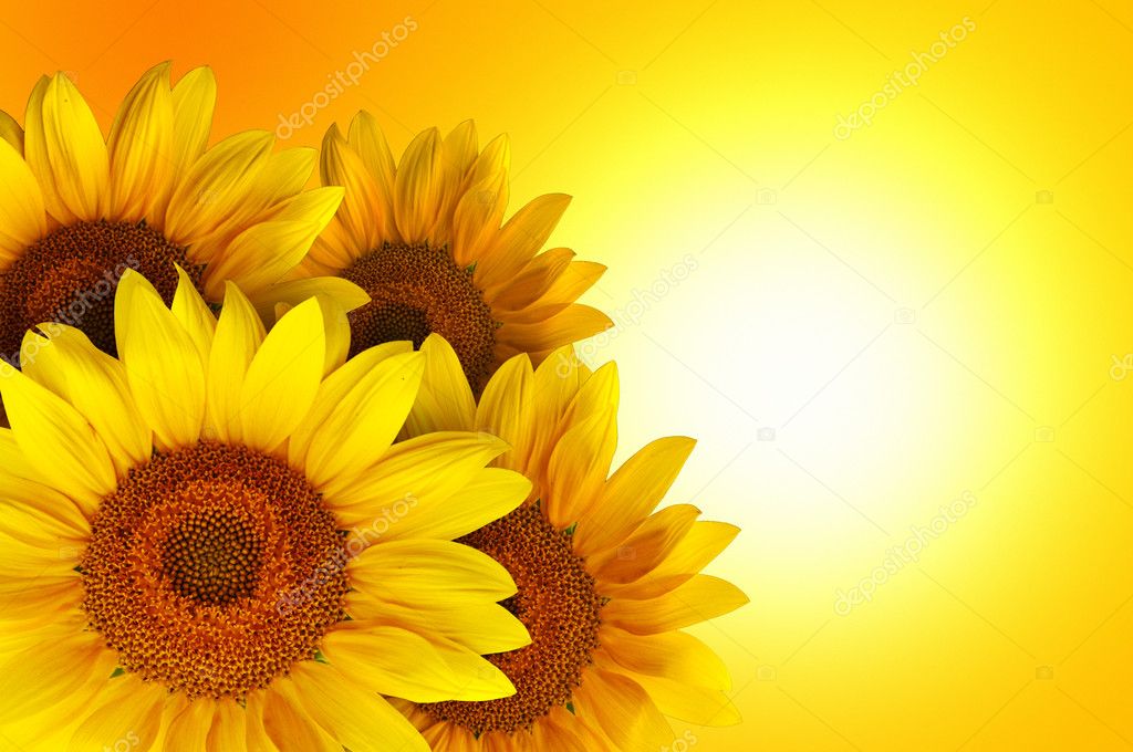 Sunflowers ⬇ Stock Photo, Image by © stevanovicigor #6500992