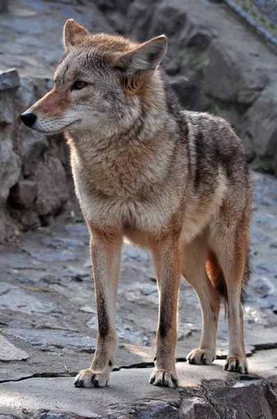 Coyote — Stok Foto