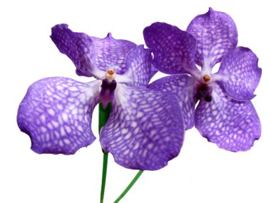 Blooming Orchid Vanda coerulea, the family of orchid (Orchidaceae). clipart