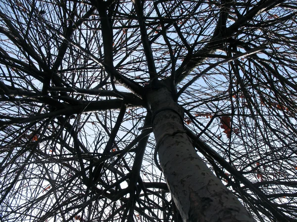 Ξηρό δέντρο στο πάρκο. οπίσθιου φωτισμού — Φωτογραφία Αρχείου