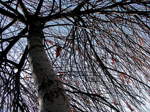 Torra träd i parken. bakgrundsbelysning — Stockfoto