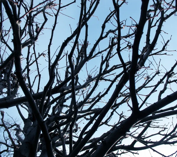 Pohon kering di taman. Cahaya Latar — Stok Foto