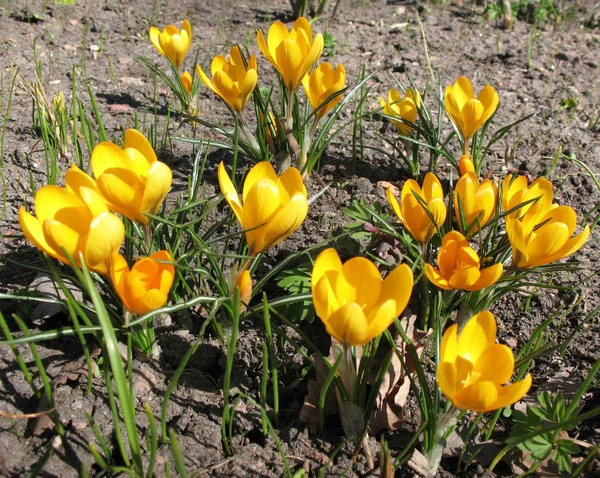 Crocus amarillo floreciente. Un día soleado a principios de primavera — Foto de Stock