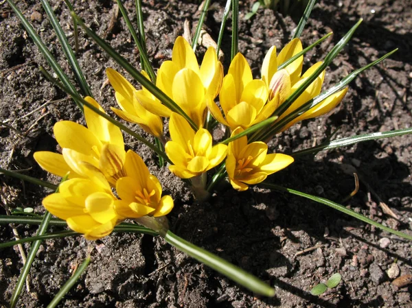 Цветущий жёлтый крокус. Солнечный день ранней весной — стоковое фото