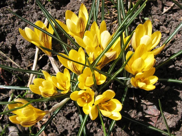 Crocus amarillo floreciente. Un día soleado a principios de primavera — Foto de Stock