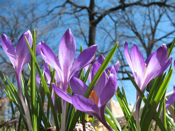 Crocus púrpura floreciente. Un día soleado a principios de primavera — Foto de Stock