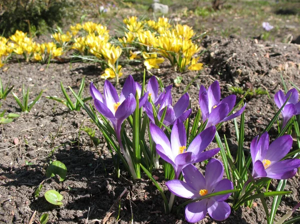 Crocus púrpura floreciente. Un día soleado a principios de primavera —  Fotos de Stock
