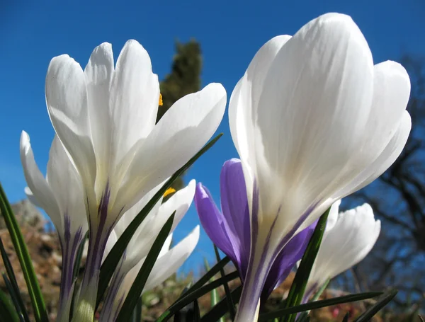 Kwitnący białe krokusy. słoneczny dzień wczesną wiosną — Zdjęcie stockowe
